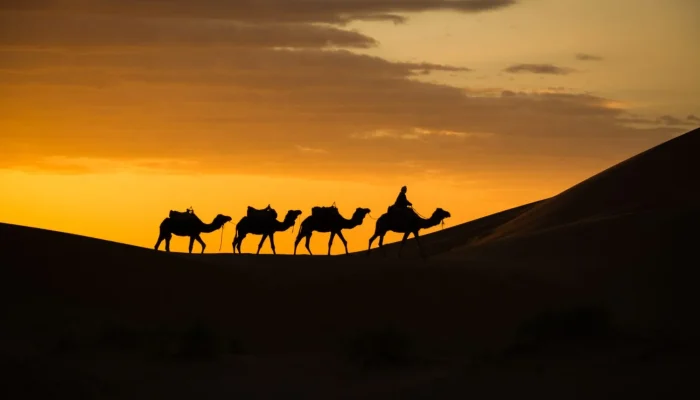 Desert-Camels-Morocco-Private-Luxury-Holidays-Millis-Potter-Travel-scaled