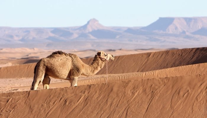 3_1_6_4x4_sahara_5_tour_camp_berber_11