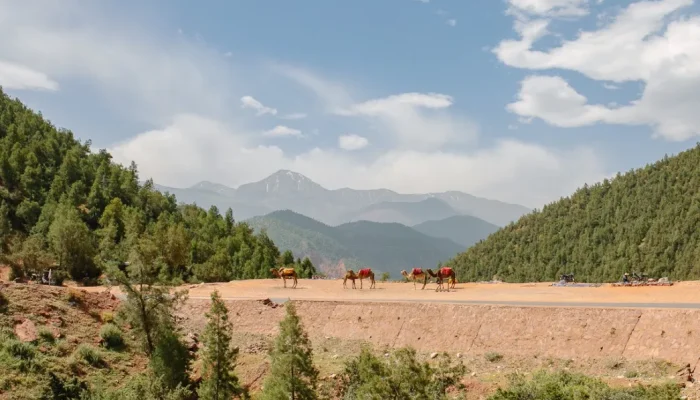 Lets go for a camel ride ourika Valley