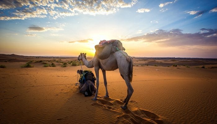 camel-at-desert-of-merzouga-best-trip