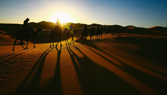 sahara camel