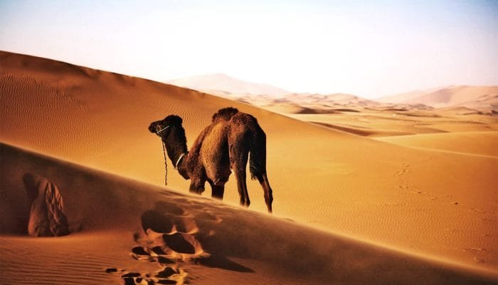 sahara-desert-camel_1600