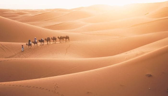sunset-camel-ride-morocco-desert